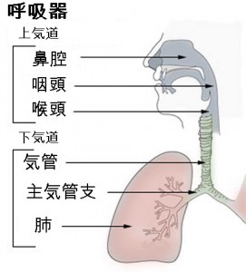 上気道・下気道