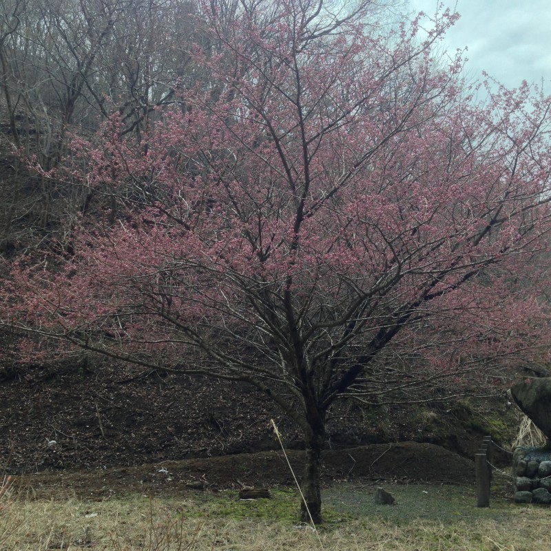 土山峠の桜